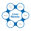 Fibroza jetre -NHP