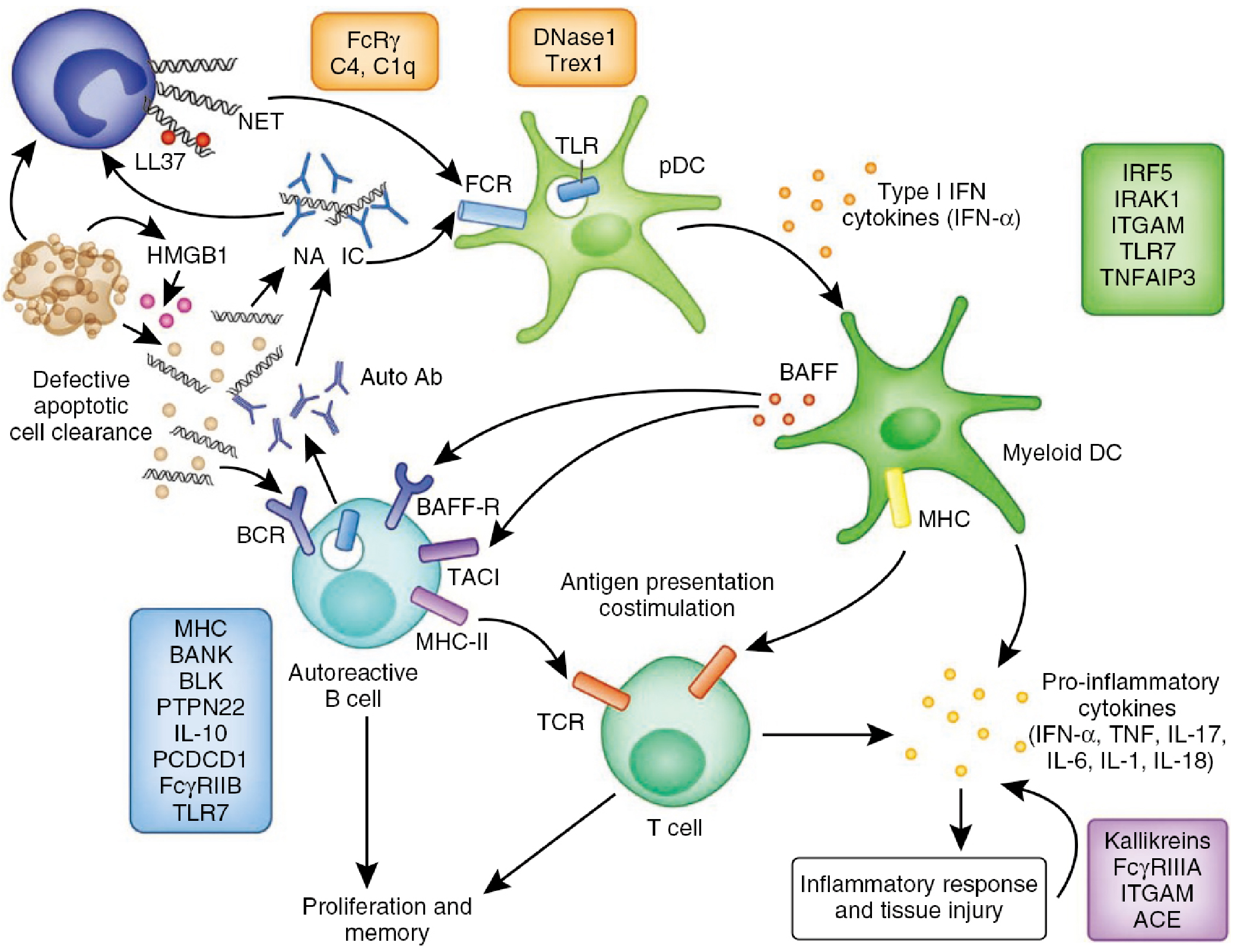 Как модели животных революционизируют исследования моделей SLE?