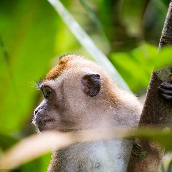 Маленькие молекулярные