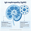 Muse IgA Nephropathy (IgAN) modeller