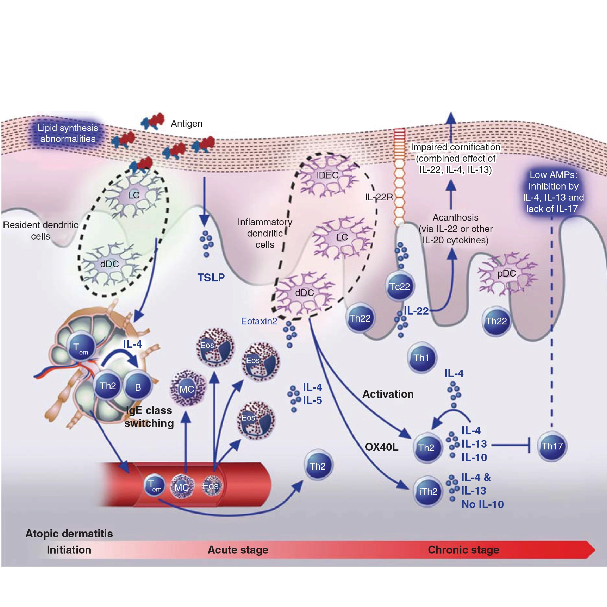 Hva er funksjonen til AD-modellen?