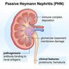 Podganji modeli pasivnega Heymannovega nefritisa (PHN) in UUO ledvične fibroze