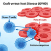 Musegraft-versus-host disease (GVHD) model