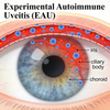 គំរូ Mouse Experimental Autoimmune Uveitis (EAU)