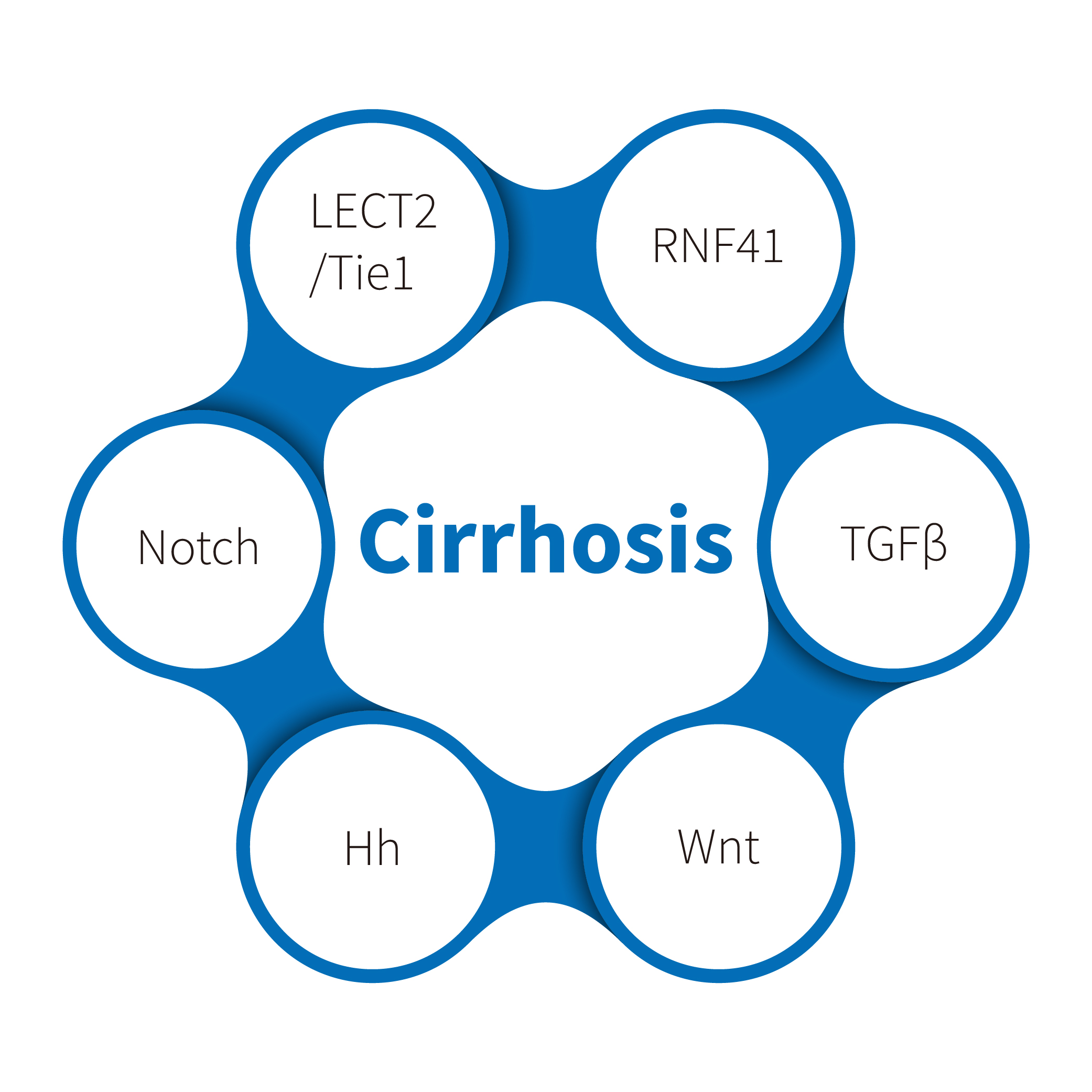 ຄວາມເຂົ້າໃຈກ່ຽວກັບໂຣກຕັບແຂງ: ການສໍາຫຼວດແບບຈໍາລອງພະຍາດ Autoimmune ໃນສັດຂະຫນາດນ້ອຍ