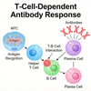NHP T-Cell-Dependent Antibody Response (TDAR) မော်ဒယ်များ