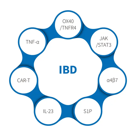 Odkrycie przełomów w badaniach nad chorobami zapalnymi jelit dzięki innowacyjnym modelom zwierzęcym