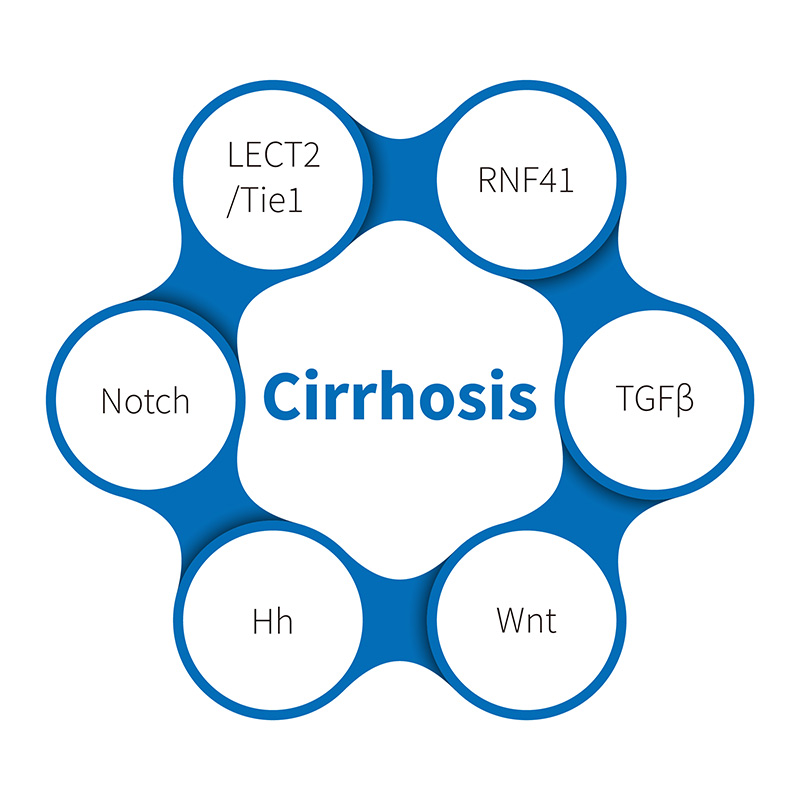 Marskość autoimmunologiczna: głębokie zanurzenie się w modelach małych zwierząt do badań